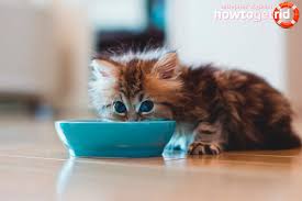 Maybe you would like to learn more about one of these? Apa Yang Perlu Memberi Makan Anak Kucing Dengan Cirit Birit