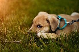 Find deals on products in dog supplies on amazon. Stop Your Dog From Mouthing Play Biting Or Nipping Off Leash K9 Training Of Central Coast California