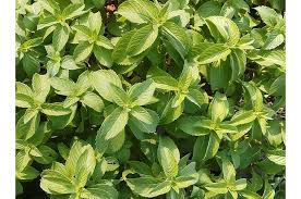 Pokok kari yang iolss tanam dalam pasu ni, sebenarnya tak berbaja yang beli dari. Apa Benar Selasih Dan Kemangi Adalah Tanaman Yang Sama Akubacaakutahu Semua Halaman Bobo