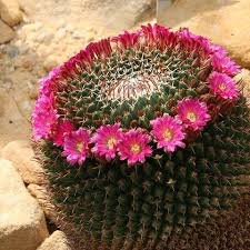 In this article we will learn more about the mammillaria, including how to take care of them appropriately. Mammillaria Mystax Cactus Mystax In Gardentags Plant Encyclopedia