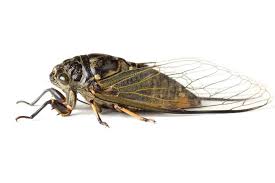 Cicadas are members of the superfamily cicadoidea and are physically distinguished by their stout even periodical cicadas occur most years in different geographic regions as they are split among 15. ÙƒÙŠÙ ØªØ¬Ø¹Ù„ Ø§Ù„Ø­Ø´Ø±Ø§Øª Ø§Ù„Ø£ØµÙˆØ§Øª