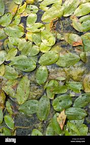 Image result for Potamogetonaceae