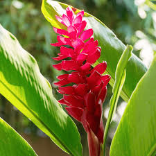 Image result for Zingiber officinale