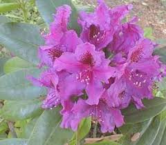 Maybe you would like to learn more about one of these? 14 Purple Rhododendrons Ideas Rhododendron Purple Flowers Plants