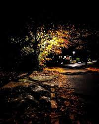 Streetlight And Tree Trees Leaves Autumn Streetlight Glow Nighttime Street Road Light Orange Nature Bri Night Photography Street Light Time Painting