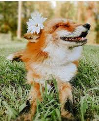 Zapiski Iskatelya Tajny Darkvuda Neof Gruppa Cute Animals Animals Pet Fox