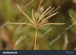 Image result for Digitaria eriantha