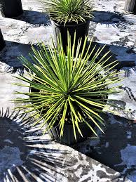 Image result for Sclerochiton kirkii