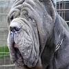 These are the dogs that have been bred deliberately with rottweiler is a large dog breed weighing up to 135 pounds for males and about 100 pounds for females. 1