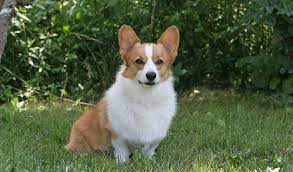 Pembroke Welsh Corgi