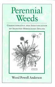 But you'll find specific examples for weed identification below. Perennial Weeds Characteristics And Identification Of Selected Herbaceous Species Wiley
