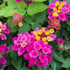 Bandana Cherry Lantana Plants For Sale Free Shipping