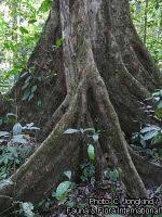 Image result for Celtis mildbraedii