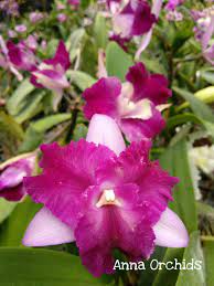 Pin By Flowers In Heart On Cattleya Orchids Orchid Flower Orchids Cattleya Orchid