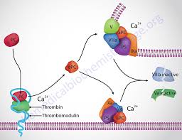 Again, there is a fairly complicated series of reactions that involves. Hemostasis Biochemistry Of Blood Coagulation The Medical Biochemistry Page