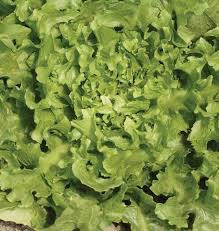 We did not find results for: Broadleaf Batavian Escarole Seeds West Coast Seeds