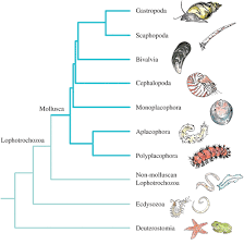 Informasi lowongan kerja dan loker terbaru update hari ini, tersedia untuk lulusan sma sederajat hingga lulusan sarjana s1. Mobilizing Molluscan Models And Genomes In Biology Philosophical Transactions Of The Royal Society B Biological Sciences