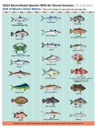 2014 Recreational Species With No Closed Seasons Fishing Guide For The Florida Keys Salt Water Fishing Saltwater Fishing Deep Sea Fishing Florida