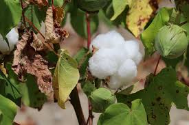 Image result for Gossypium barbadense
