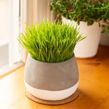 Incorporating wheatgrass into your diet can be beneficial to your overall health in many ways. How To Grow And Care For Wheatgrass