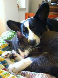 The Daily Corgi Sleeping Corgis 32 Cardigans 2 Cats And A Coupl Cute Cats And Dogs Munchkin Cat Cats
