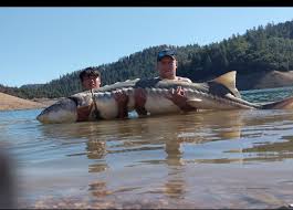 It's this river mouth area you need to focus your attention on to find the sturgeon. Big Fish Anglers Rescue Monster 8 Foot Long Sturgeon In Lake Shasta