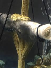 Black Algae In Fish Tank Good Or Bad Black Algae Or Mold My Aquarium Club