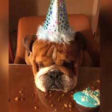 Lewis hamilton ran out of magic and apologised to his mercedes team for bungling a wininbaku.the world champion made a rare mistake by pre. Lewis Hamilton Feiert Den Geburtstag Von Seinem Hund Roscoe