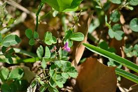 Image result for Tridactyle filifolia