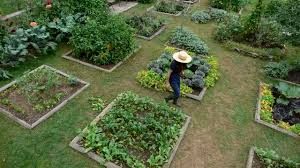 planning a kitchen garden: site and
