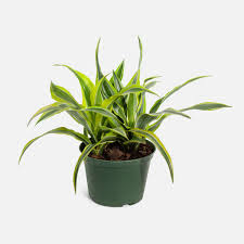 Image result for Warneckea parvifolia