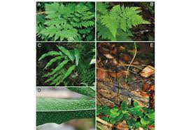 Image result for Tectariaceae