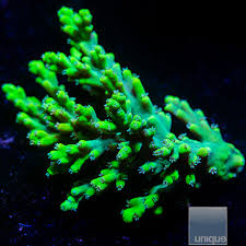 Image result for Peponium sp. A