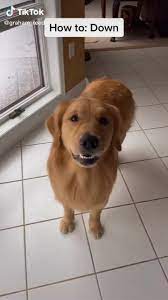 How To Train Your Dog Tiktok Video Funny Dogs Training Your Dog Dogs