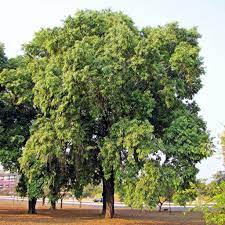 If they can grow fruit trees in containers in such a harsh environment, so can the rest of us. What Are Some Of The Best Fast Growing Trees For Both Shade And Fruit Nuts Gardening Landscaping Stack Exchange