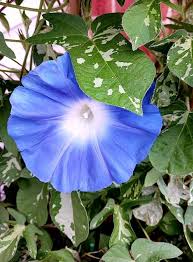 Image result for Ipomoea ephemera