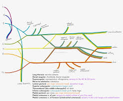 Michael dauzvardis will help you learn to draw the brachial plexus quickly and accurately. I Ve Drawn The Brachial Plexus Before Showing More Diagram Free Transparent Png Download Pngkey