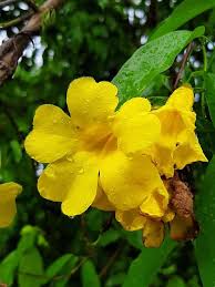 Image result for Acanthaceae