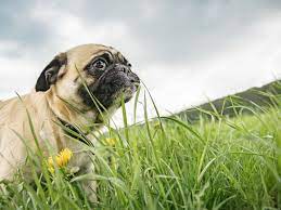 Why Do Dogs Eat Grass Dogs Dog Eating Dogs Eating Grass