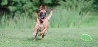 Anasayfa/çoban köpekleri/belçika malinois özellikleri ve bakımı. Malinois Rasseportrait Wesen Charakter Zuchter