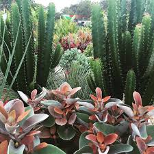 Layered Planting Kalanchoe Copper Spoon In The Foreground Flanked By Euphorbia Cowboy Towards The Back Thesmallgarden Plants Small Garden Outdoor Plants