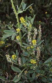 Image result for Melilotus indicus