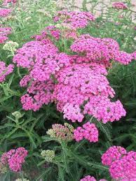 Achillea Richard Nelson Bluestone Perennials Pink Perennials Flowers Perennials Perennials