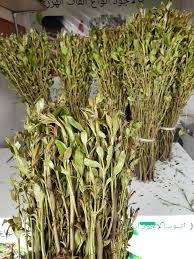 تعد القهوة مشروباً لا يمكن الاستغناء عنه عند كثير من الناس وهي معشوقة الكيف وسيدة المزاج عند المواطن السعودي بالإضافة إلى كونها رمز الكرم والضيافة وقد تغنى فيها الشعراء وأجادوا في وصفها ويزيد الاقبال على القهوة. Ø§Ù„Ø³ÙŠØ§Ø­Ù‡ ÙÙŠ Ø£Ø«ÙŠÙˆØ¨ÙŠØ§ Ø·Ø¨ÙŠØ¹Ù‡ ØºÙŠØ± Posts Facebook