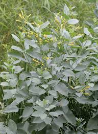 Image result for Nicotiana glauca