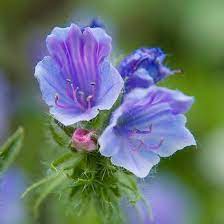 Pin On Flowers Gardens Etc
