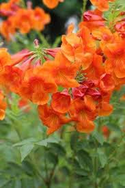 Image result for Tecoma stans