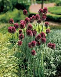 Serenity In The Garden My Annual Reminder Plant Drumstick Allium Now Repinned By Sailorstales Wordpress Com Allium Flowers Plants Bulb Flowers