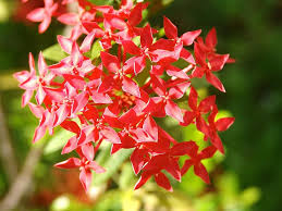 We did not find results for: Egyptian Starcluster Pentas Lanceolata Flower Africa Flowers Spring Nature Summer Flower Pikist