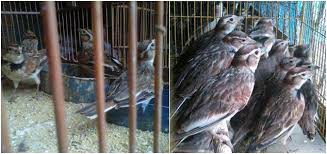 Perbedaan burung branjangan jantan dan betina. Identifikasi Jenis Kelamin Pada Burung Pailing Om Kicau